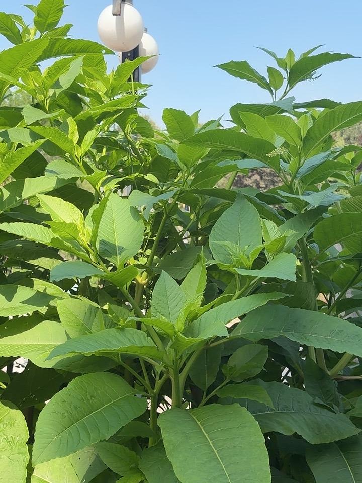 这个叫做商陆的植物应该是外来物种吧
生命力特别旺盛，可以长到一棵小树那么高，足有
