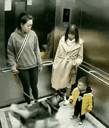这两个女人都是有点智商不在线！一个是牵狗的女人，带狗子进电梯，边上有小孩，全程不