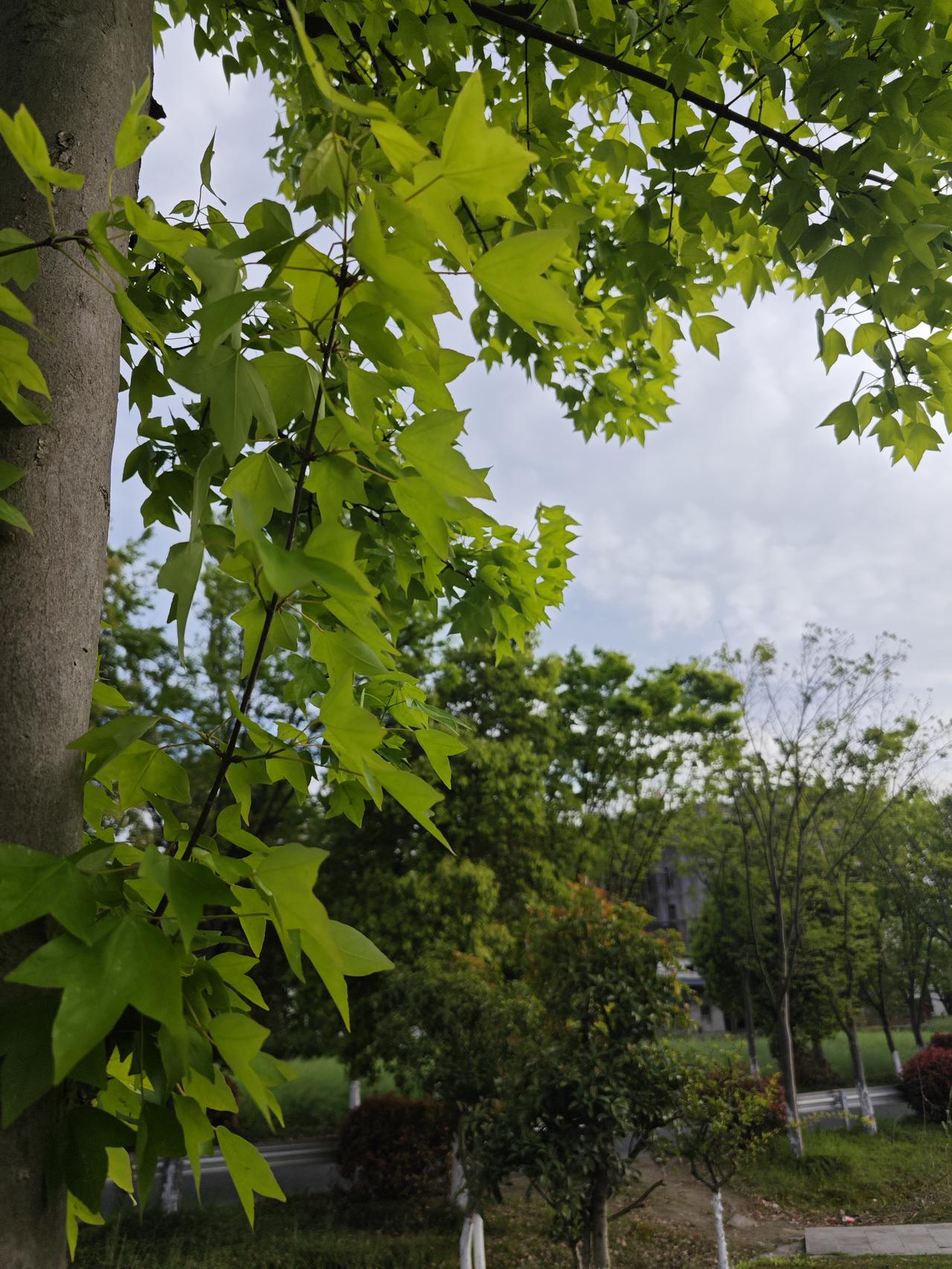 你是不是也在城里憋得慌：心里长草，躺下烙饼，花钱买补品越吃越堵？

真养人的地方