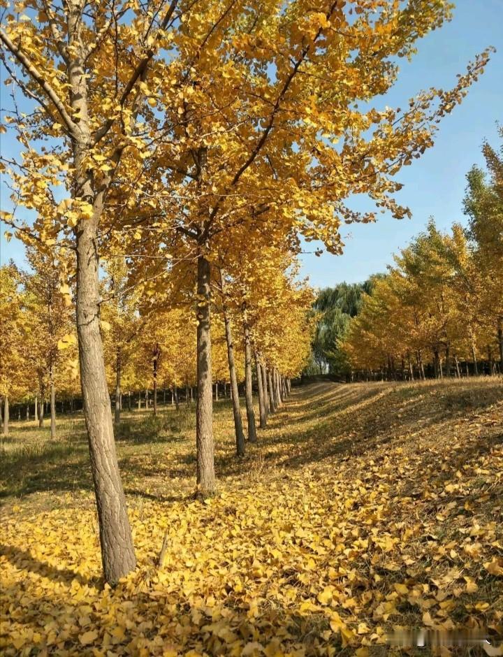 无题 · 顺应时节，农人从不悲秋
 
霜降水返壑，风落木归山。
 
霜降日过了才