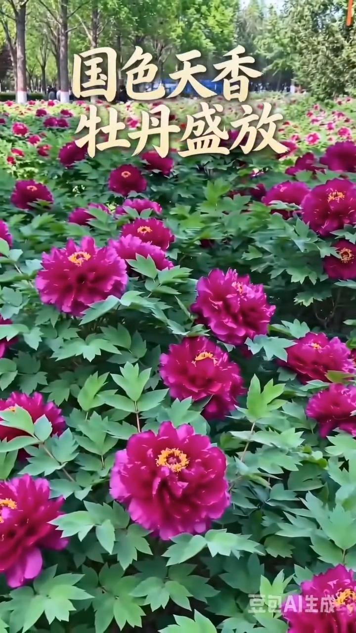 国色天香，牡丹盛放。
牡丹又名落花，蜀烈金香与谢小珠香，风流潇洒，富裕堂。