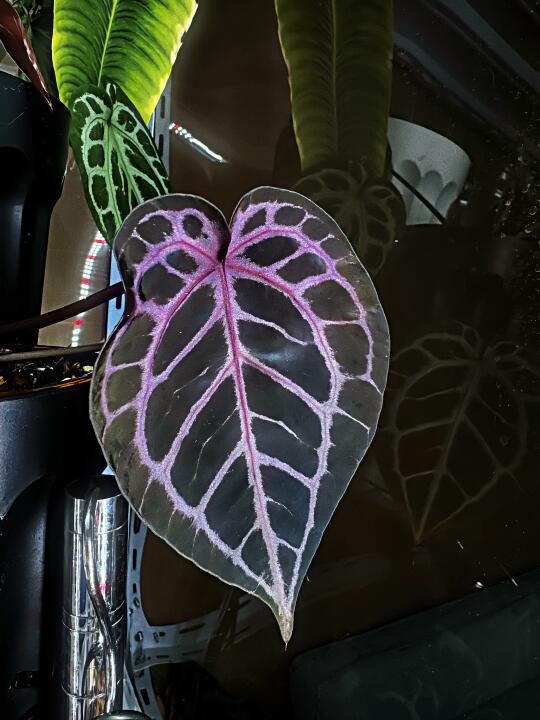 紫色心情，紫妹儿，紫水晶花烛！