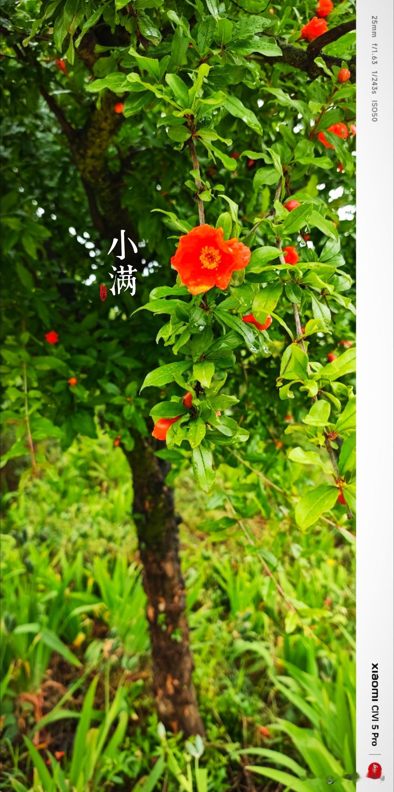 今日小满，真好呀！有花开，有菜美，有果熟，还有豆角西瓜葡萄核桃旺旺地长。有小得，