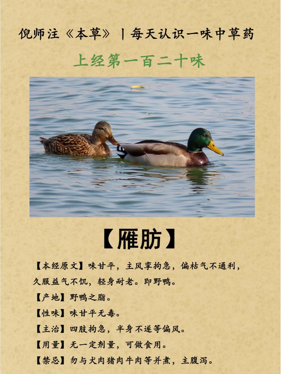 神农本草经丨上经第120雁肪-121石蜜