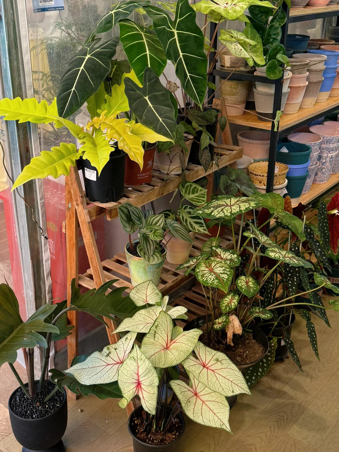 好会挑植物啊！！真好看～