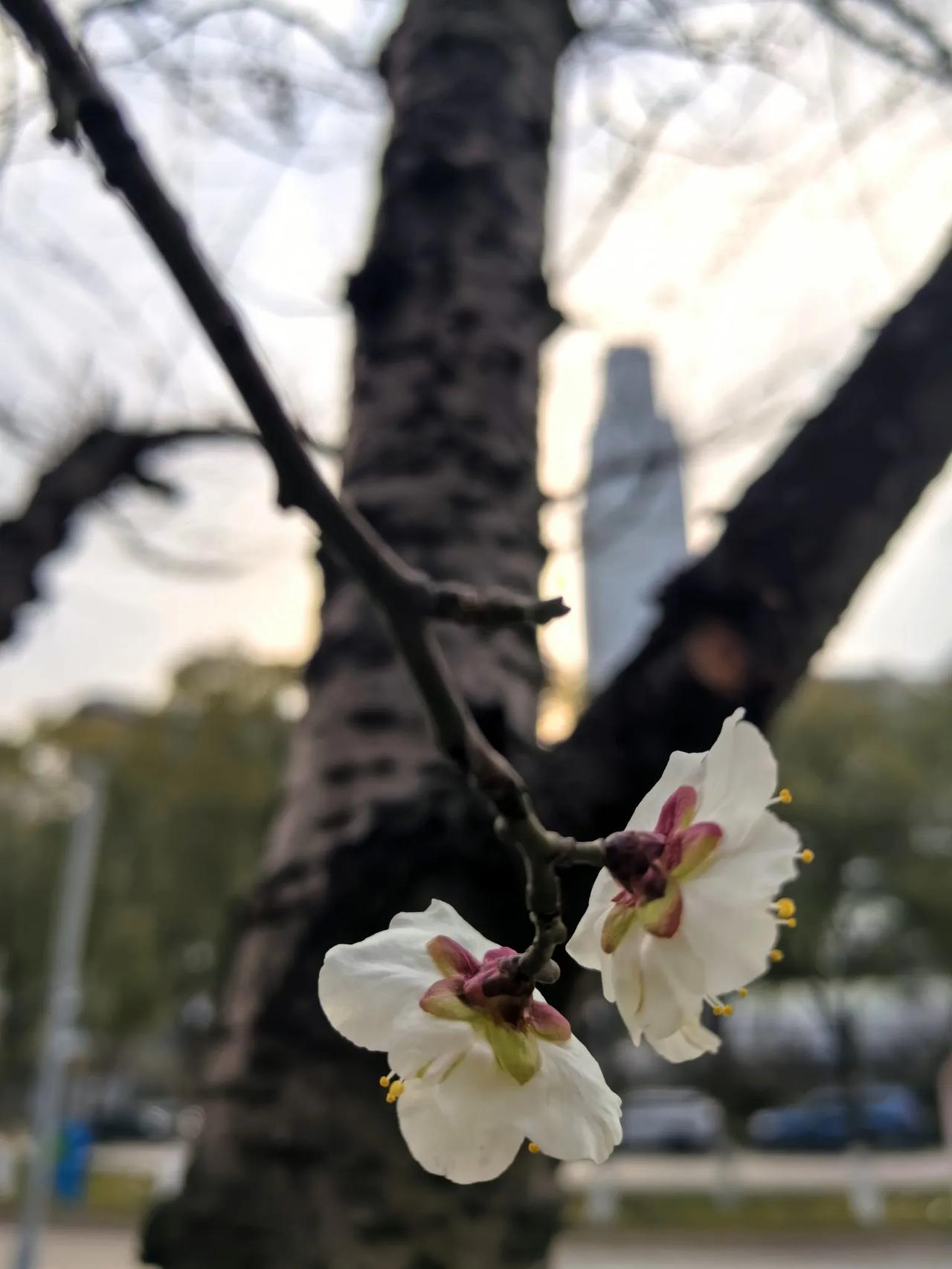 花儿，鸟儿，人儿～