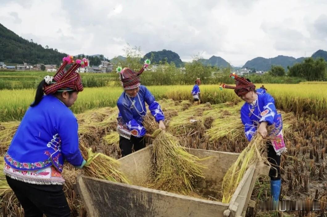 云南秋收杀疯了！
壮族姐姐蓝衣薅稻子，头饰带“犄角”，网友：求链接+想蹭饭！
 