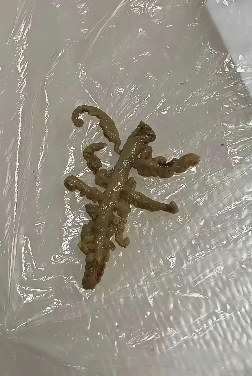 吃麻辣烫吃到的，人都麻了，有没有人知道这是什么