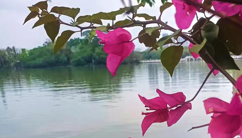 红花映碧水，静谧入诗行。绿水泛波春正浓 轻舟泛处烟霞绕 绿水藴诗心 花畔山景照