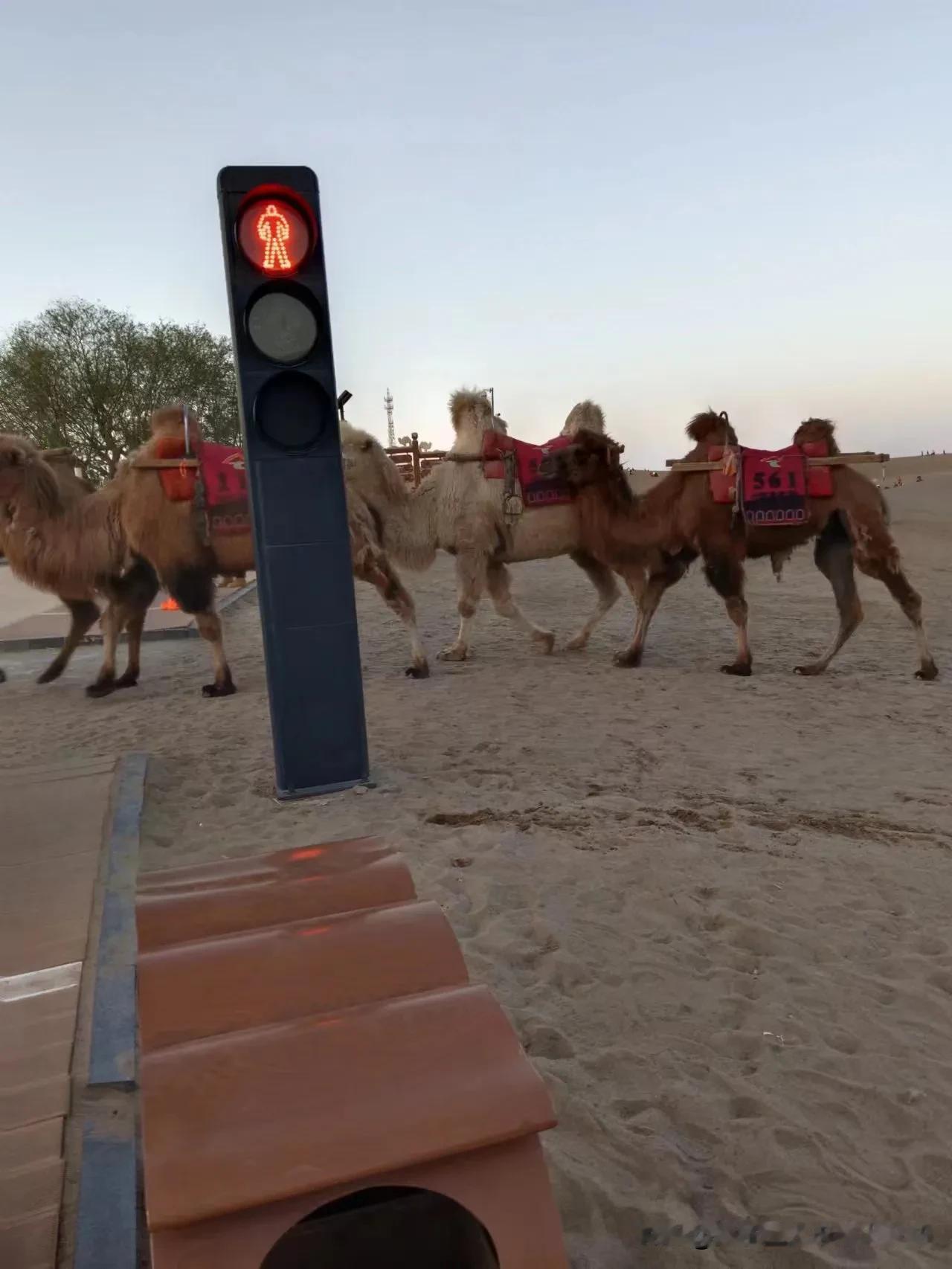 国内唯一的骆驼红绿灯，为骆驼设计红绿灯，敦煌鸣沙山