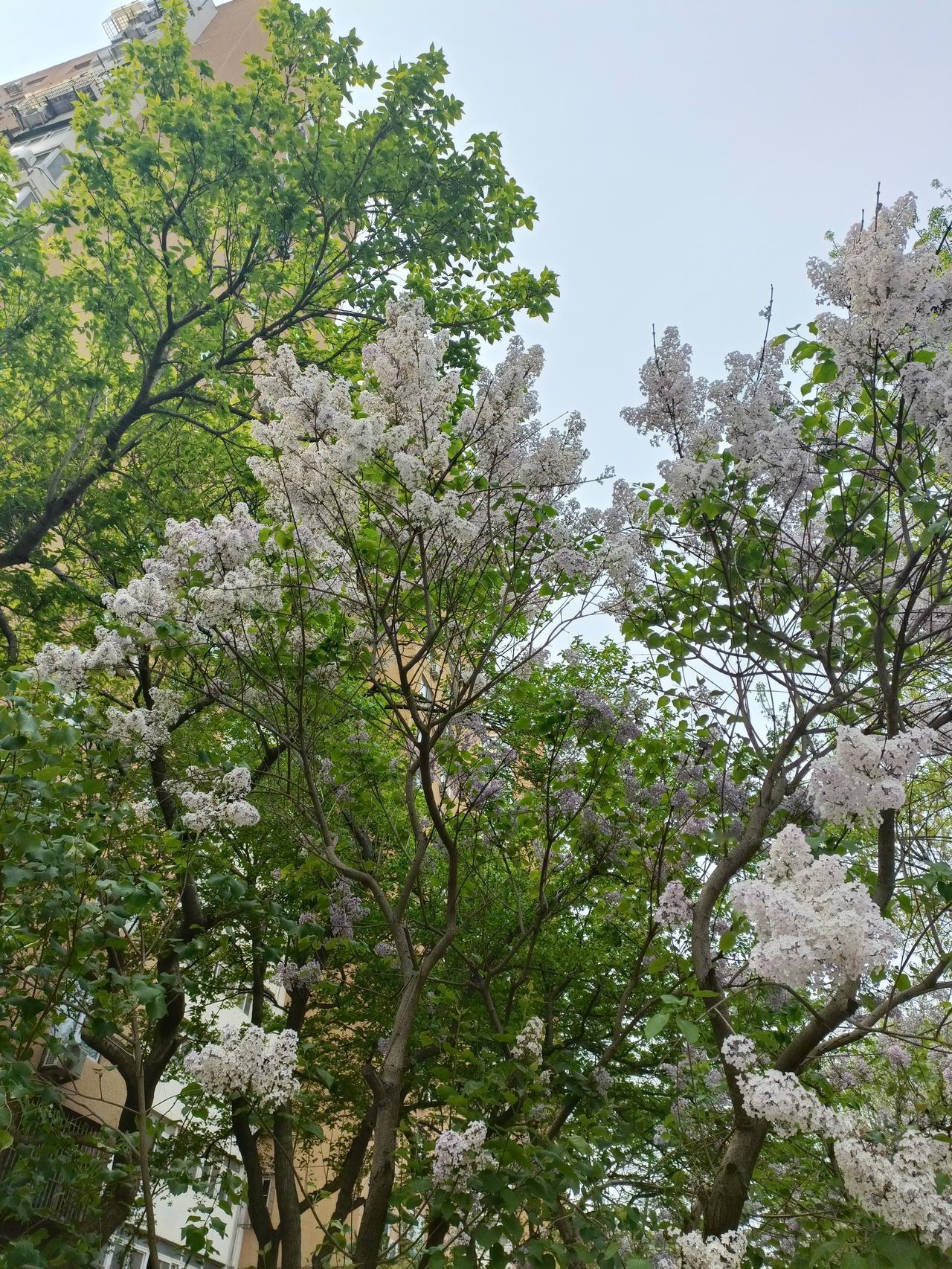 2026年的春天，有太多值得打卡的地方！福建发布了“相约春天赏樱花”十大打卡点，