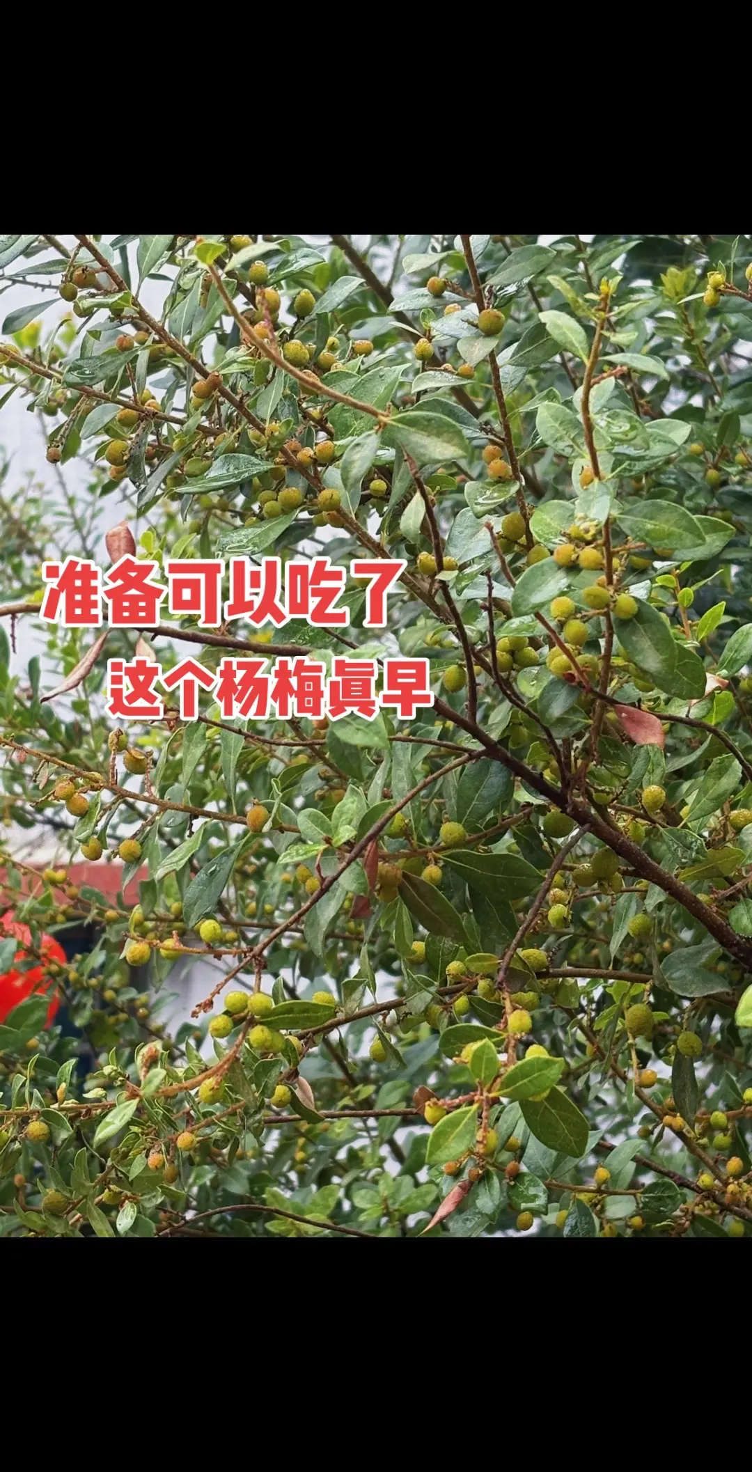随拍 这个野果子有认识的吗