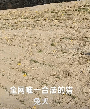 兔妈：怎么这么晚才回来兔子：溜狗呢 ​​​
