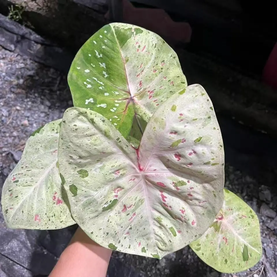 喜欢吗？——青提奶油