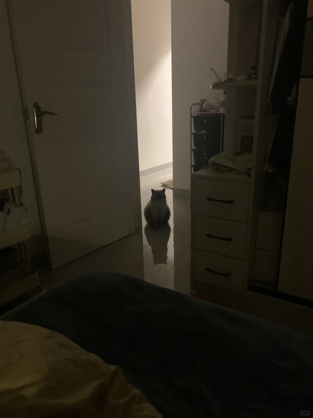 很会找c位的一小猫