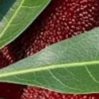 种植文案0000种植杨梅1、种植时间🌞杨梅一年四季都可以种植，不过杨梅种植的最