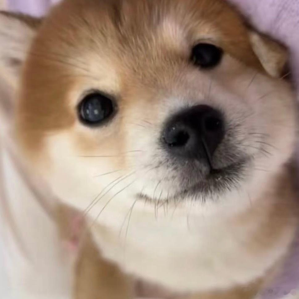 的大狗