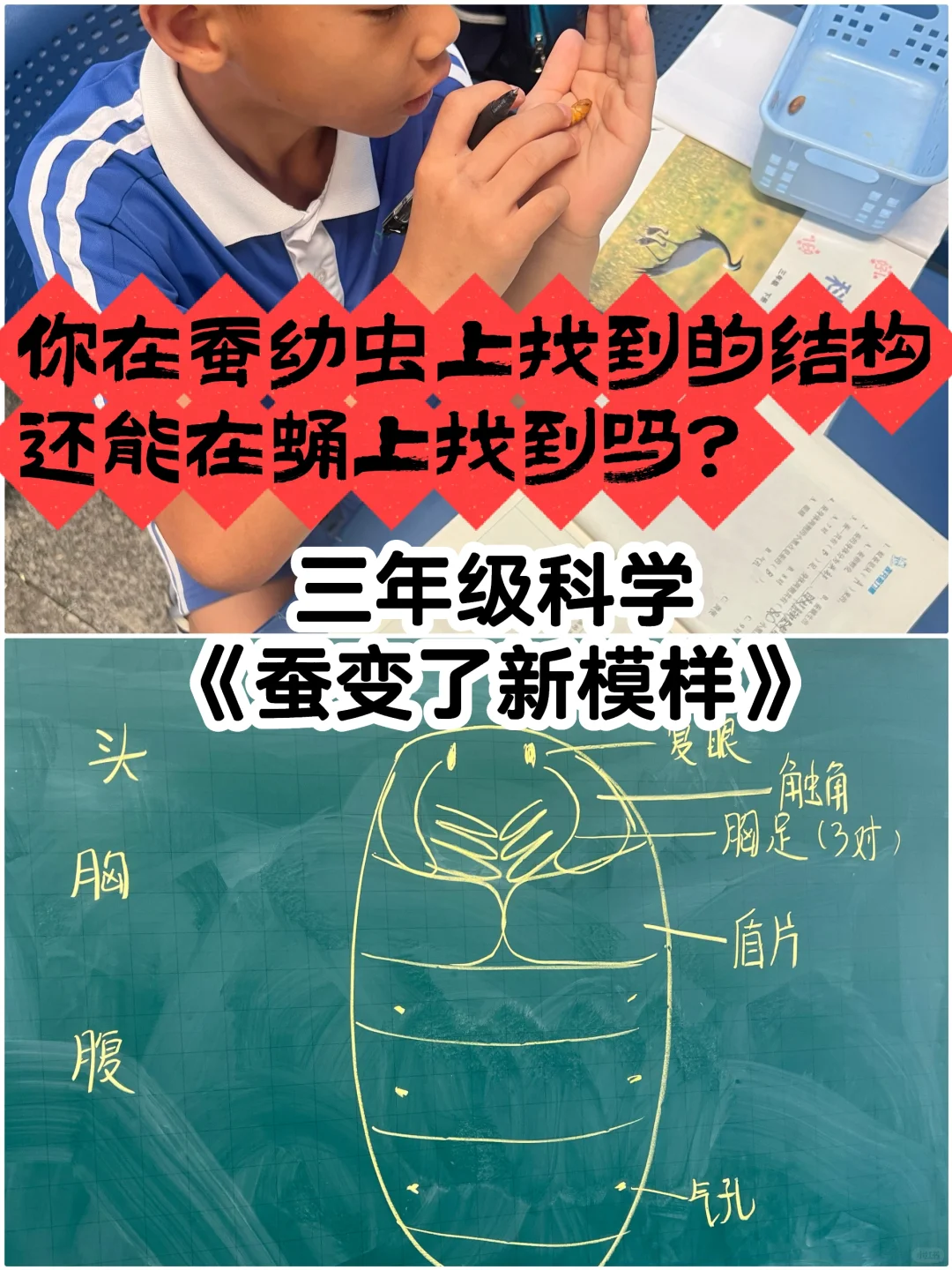 任务清晰具体，学生才能在尖叫之余有发现！