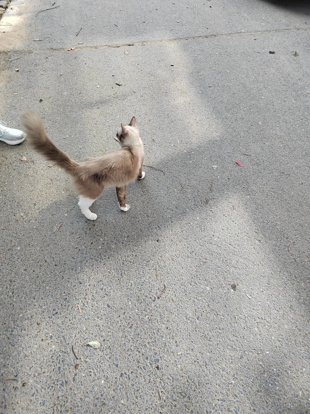 遇到一只流浪猫，儿子看它走路一瘸一拐的，肚子瘦瘦的。赶紧跑去超市买了火腿肠喂它！