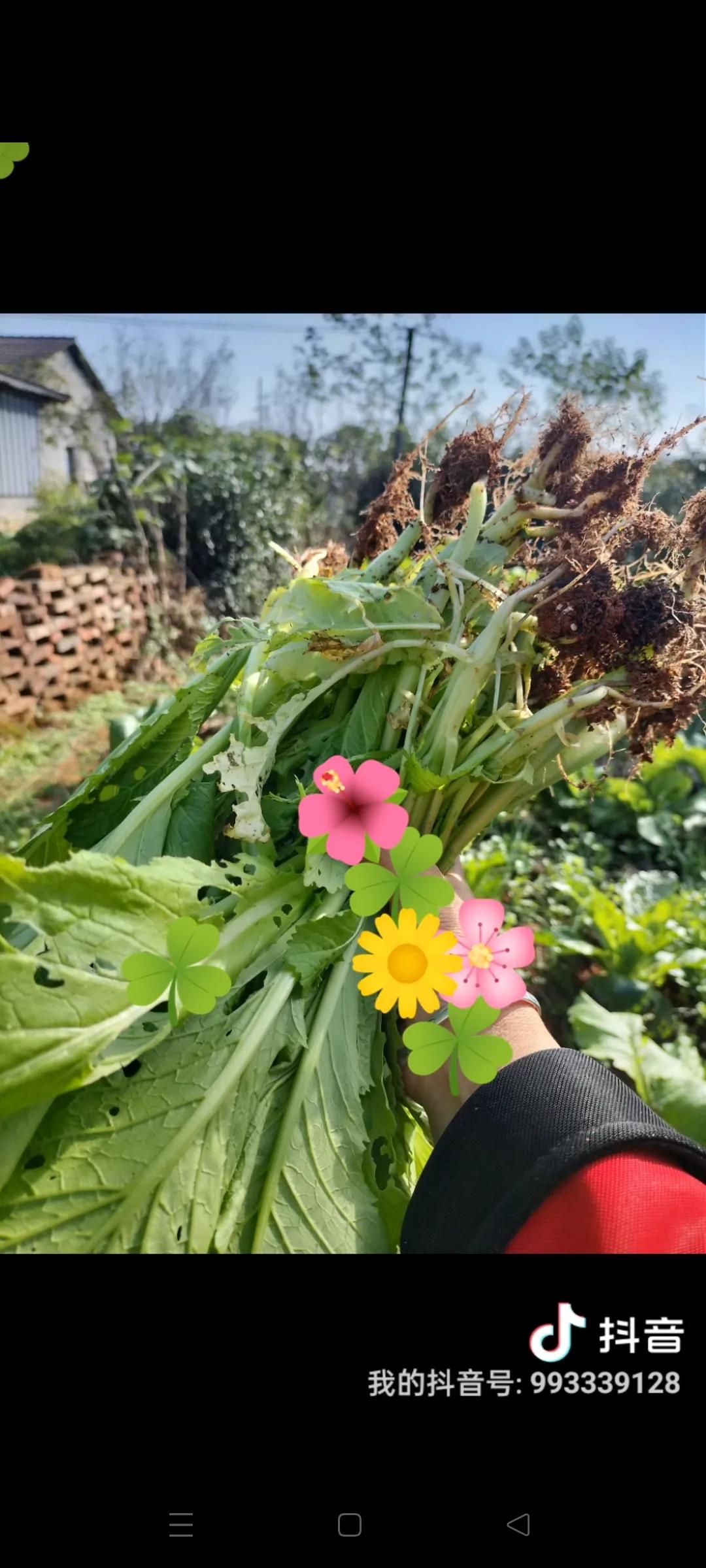 今天太阳好大，这么一大片菜秧根本吃不完啊，都是喂鸡吃，还被虫子吃了，叶子上面全是