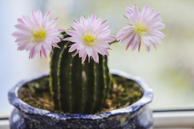 【软柿子谁都想捏，仙人球却没人敢握】
        生活里，总有人把自己活成了