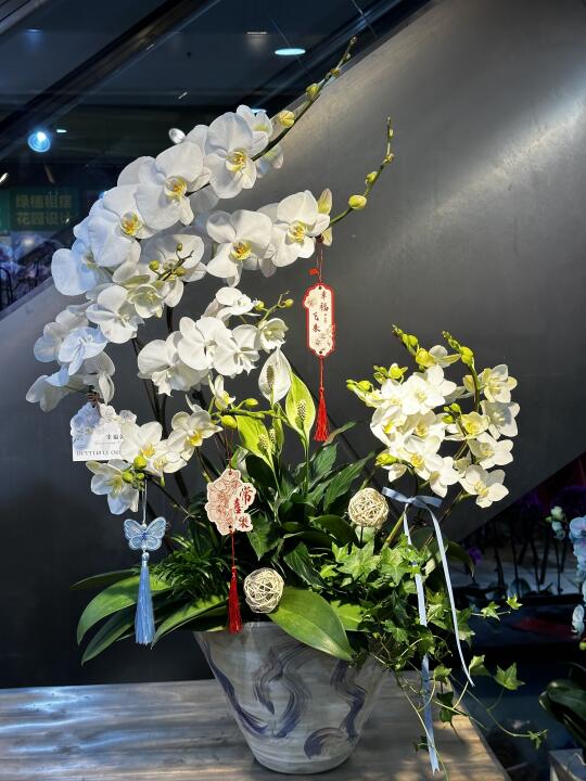 蝴蝶兰盆栽 上海同城配送 端午安康