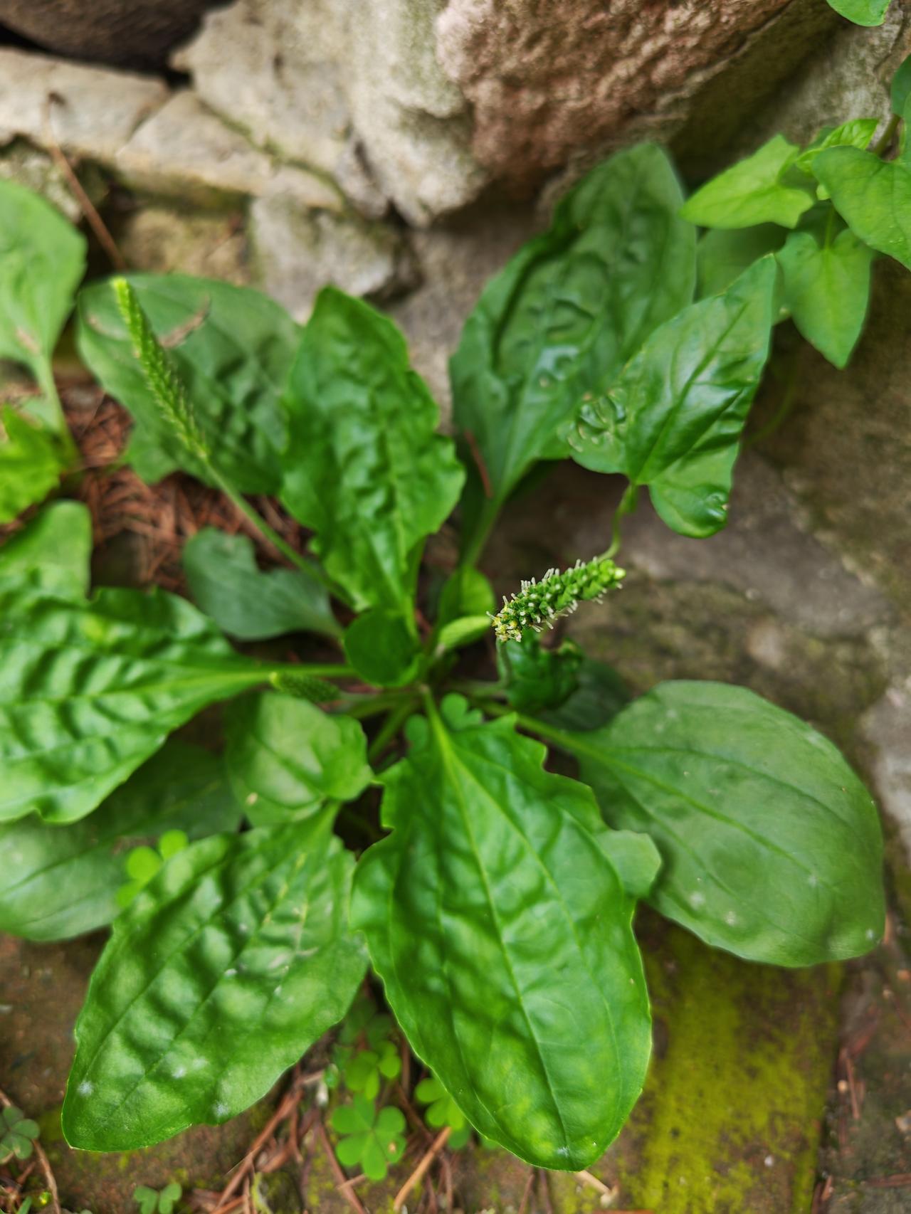 在我的老家也和全国许多地方一样，凡是有土的地方都看到很多车前草的身影，由于他不挑