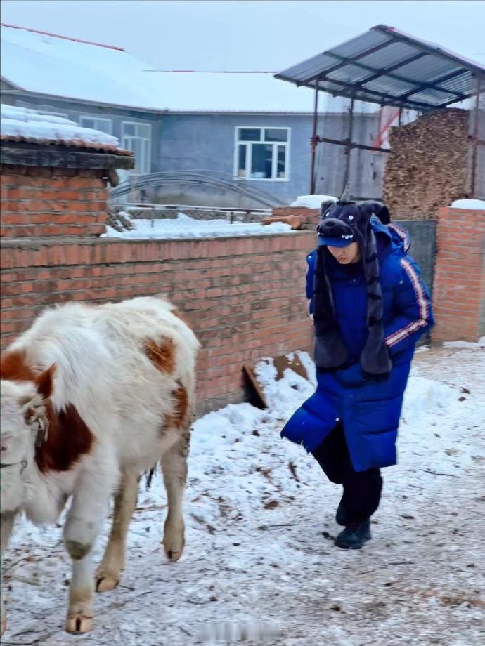 赵小童没想到在东北还能碰着这么多哞哞  赵小童在东北碰着哞哞了  赵小童分享在东