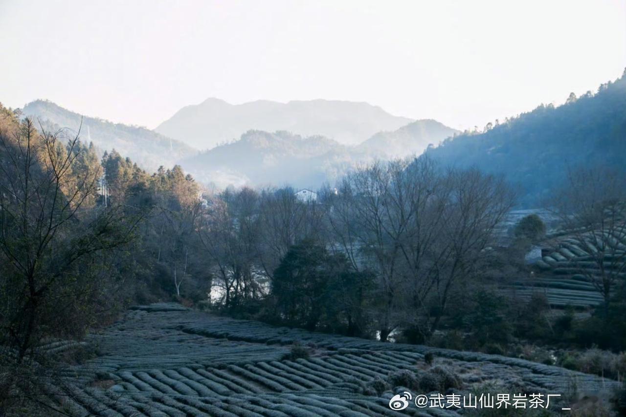 【畅游清新福建  南平·武夷山】

沉浸于武夷山的清新壮阔！层层叠叠的茶田顺着山