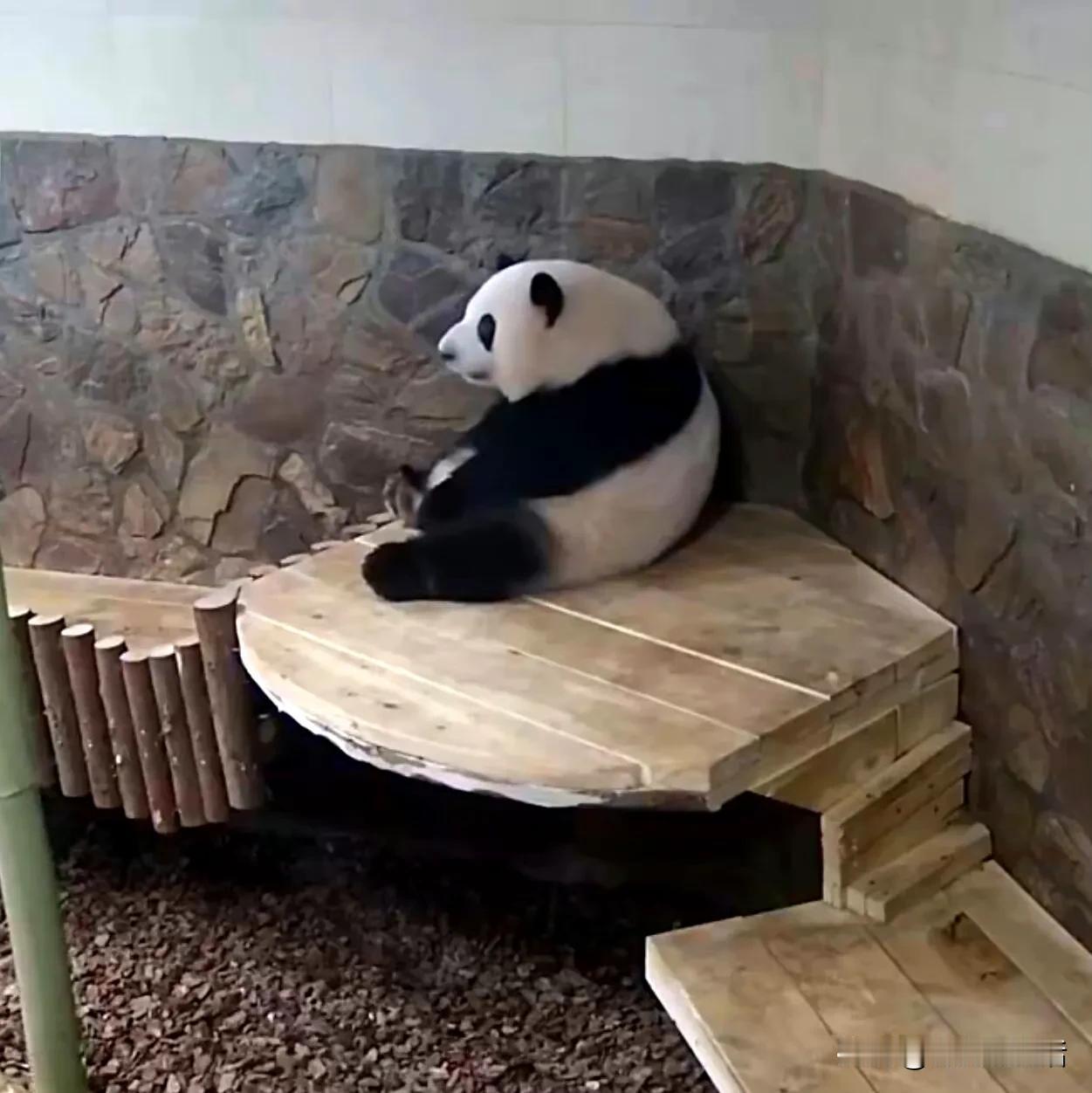 什么时候分开的，几天了，我这个呆瓜，还看到过基地说，顶着压力啥的，看看就过了。
