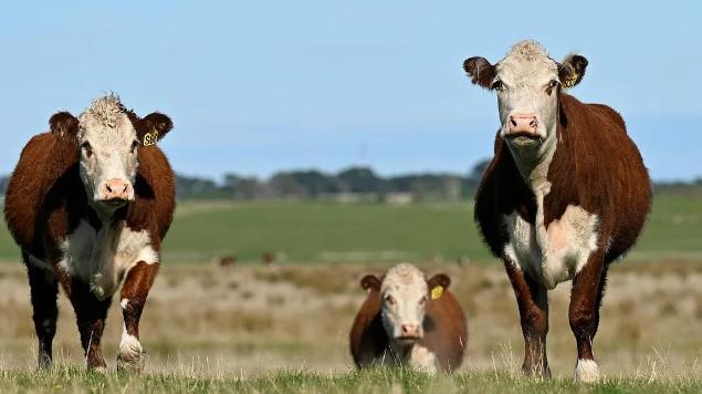 上周三，中国商务部决定对来自巴西、澳大利亚以及美国等国家的牛肉进口采取配额限制措