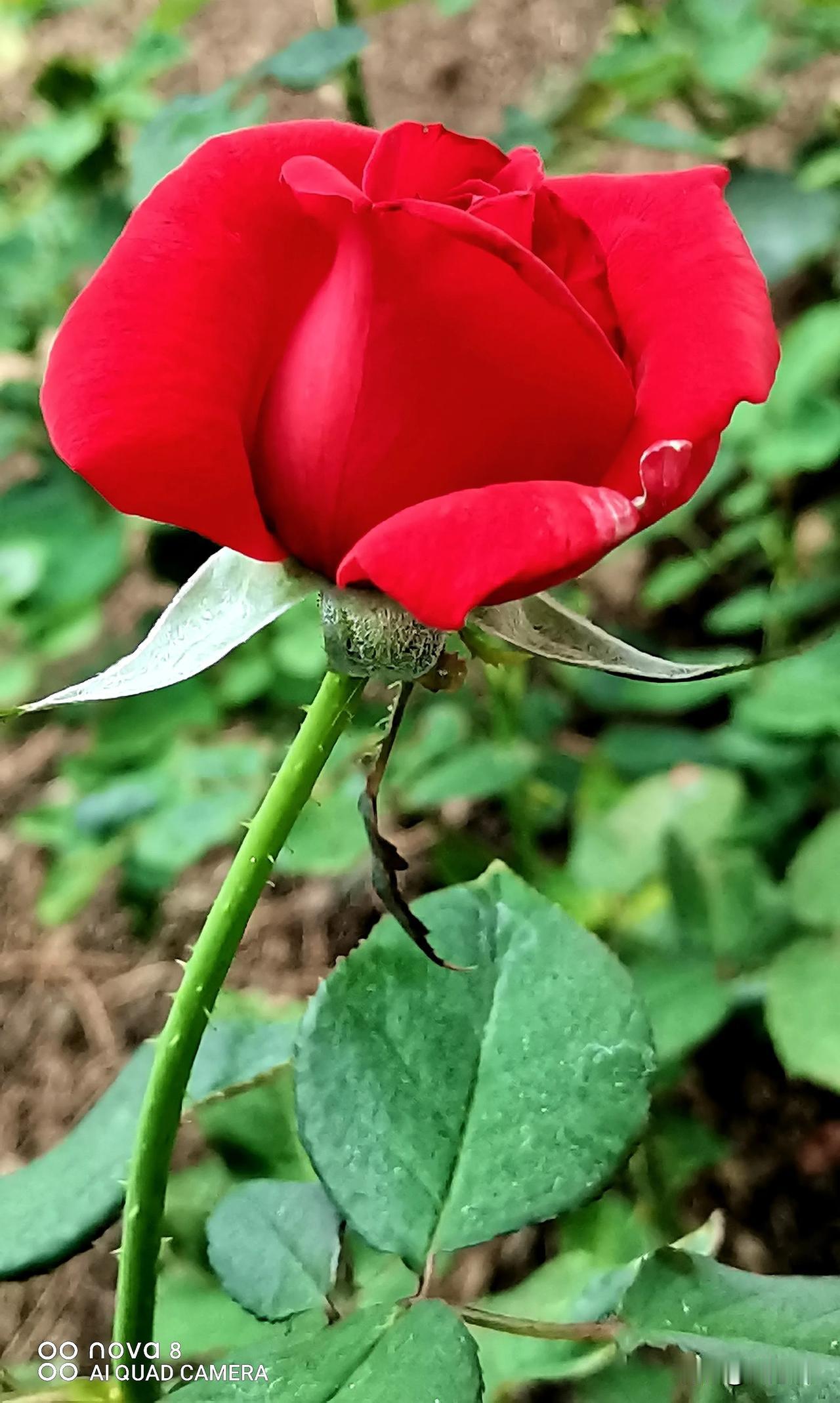 
每日分享（原创）
宛如玫瑰🌹月季花赏析