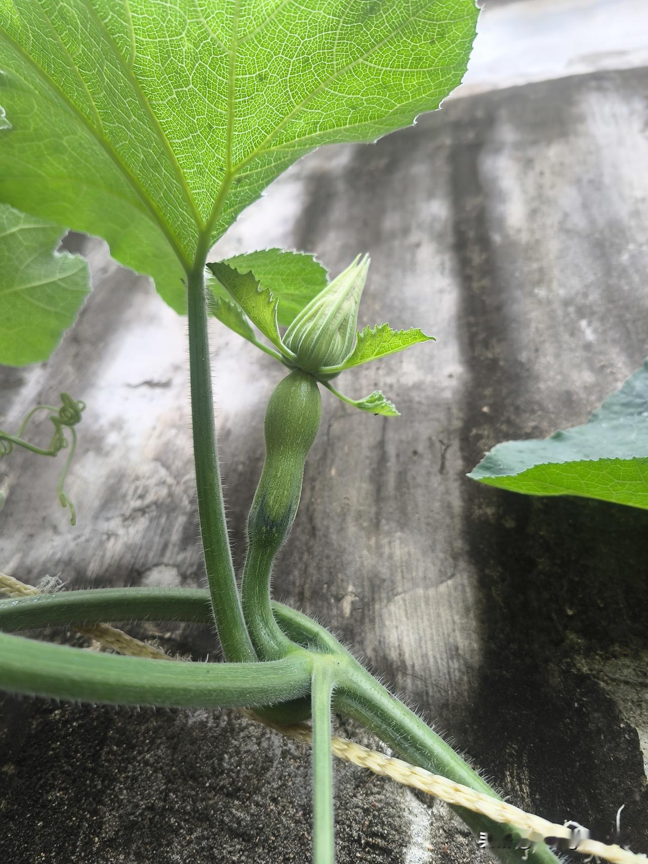 南瓜小嫩妞
五月初，我从构树下移了两棵病恹恹的南瓜秧苗到鲜有人至的围墙边保鲜盒里