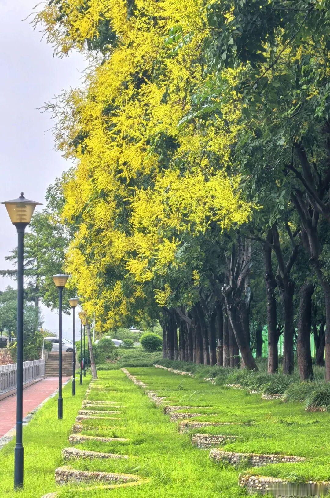 郑州的秋天藏在金水区的栾树里近日，河南郑州。走在红旗路、卫生路和东风渠畔，一不小