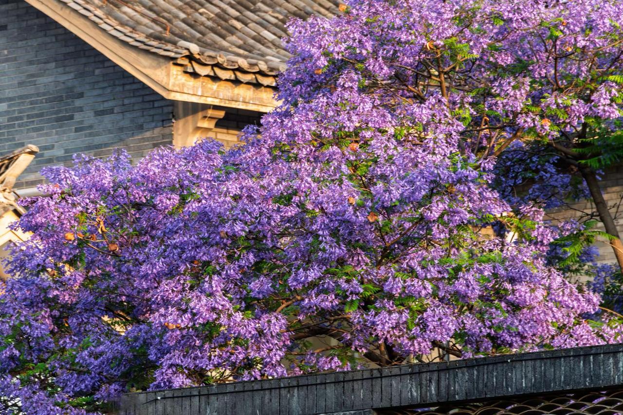 昆明富民上河院蓝花楹。昆明富民上河院蓝花楹