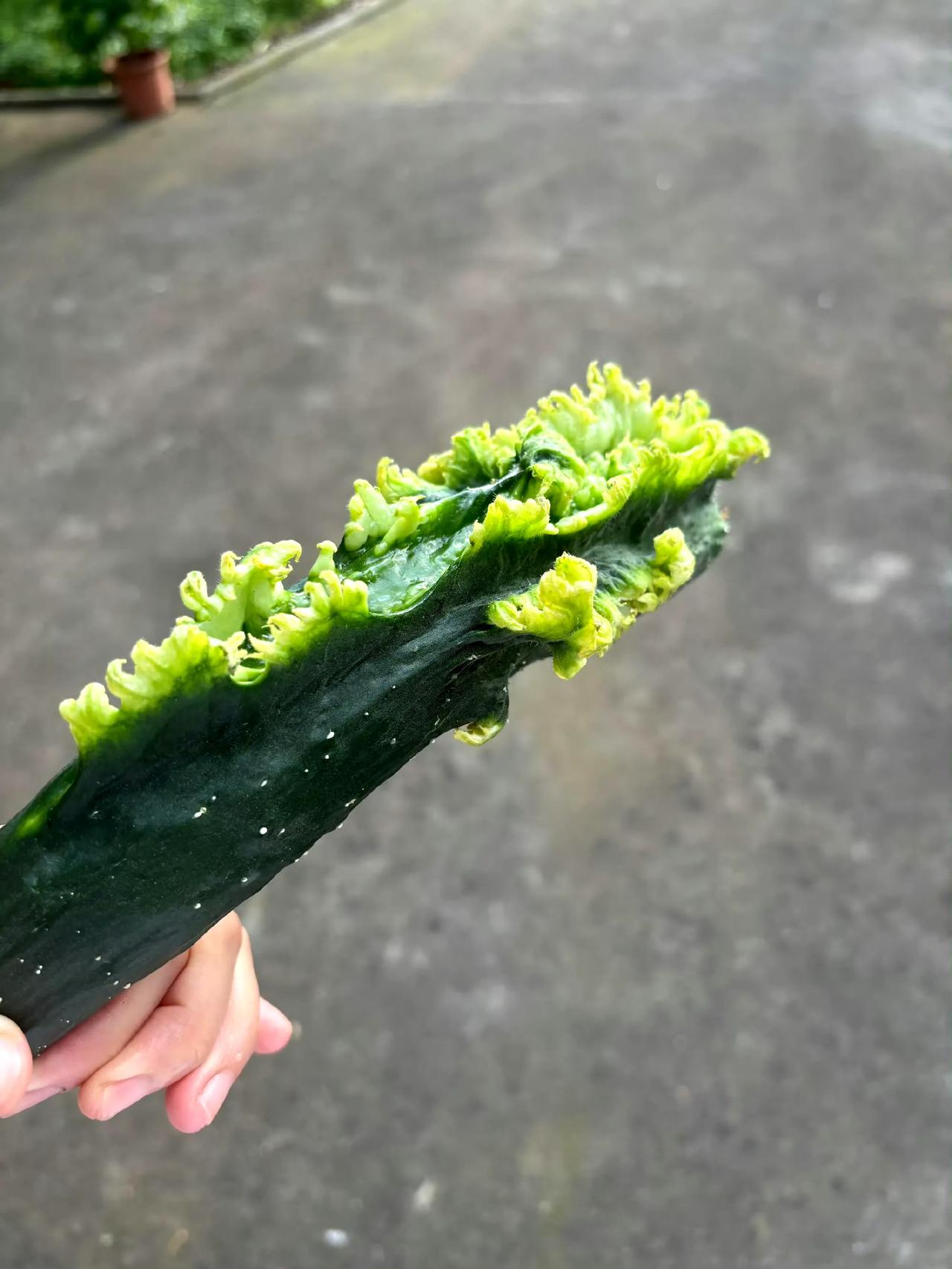 这是什么品种的黄瓜🥒有知道的吗朋友们。农家黄瓜 特色小黄瓜 黄瓜名字的由来 农