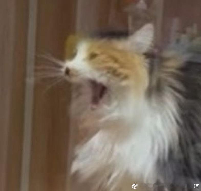 49871【丑猫】噬元兽 