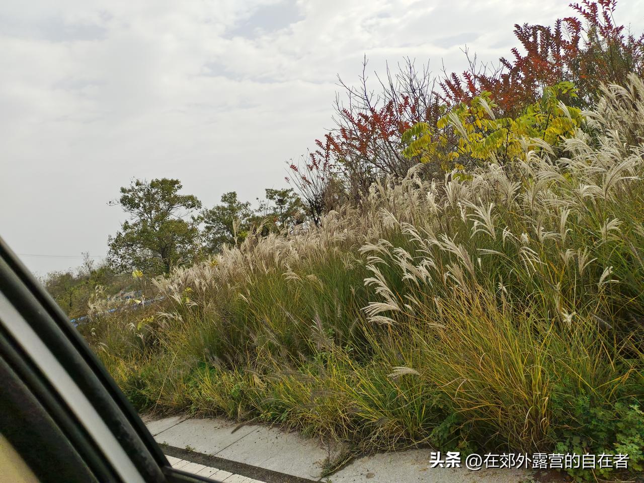 刚才坐车的时候，一抬眼隔着车窗就撞进这秋景里了！那毛茸茸的草穗子跟自带柔光似的，