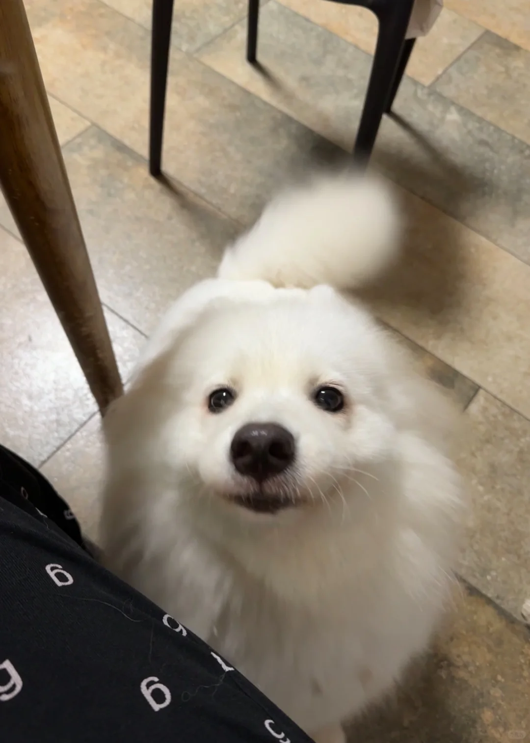 家里养了一只小海豹🦭