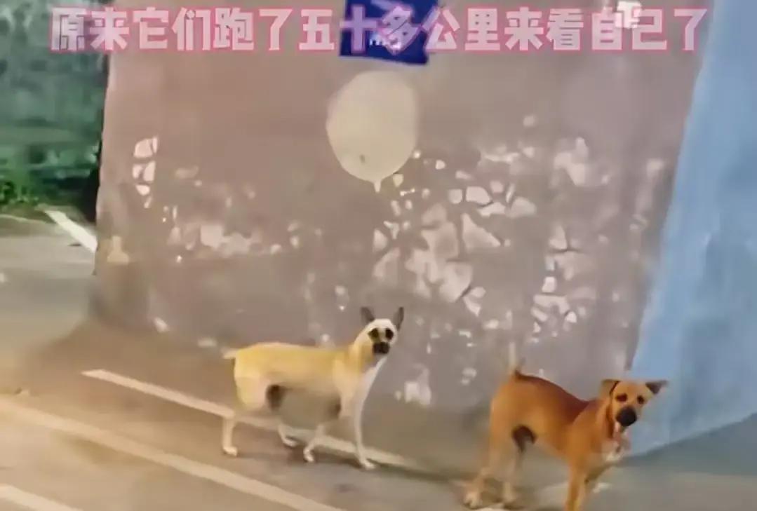 小姐姐刚嫁过去不到一周，小黄小白就从老家溜号，一路闻着味狂奔五十多公里，脏成土疙