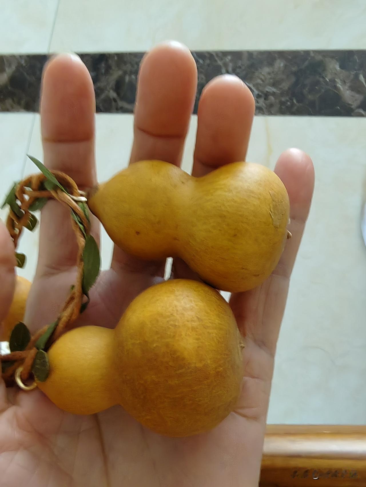 葫芦瓜的智慧
前几天我买了一串葫芦瓜到了，我急忙打开纸盒子，取出葫芦串，好轻巧，
