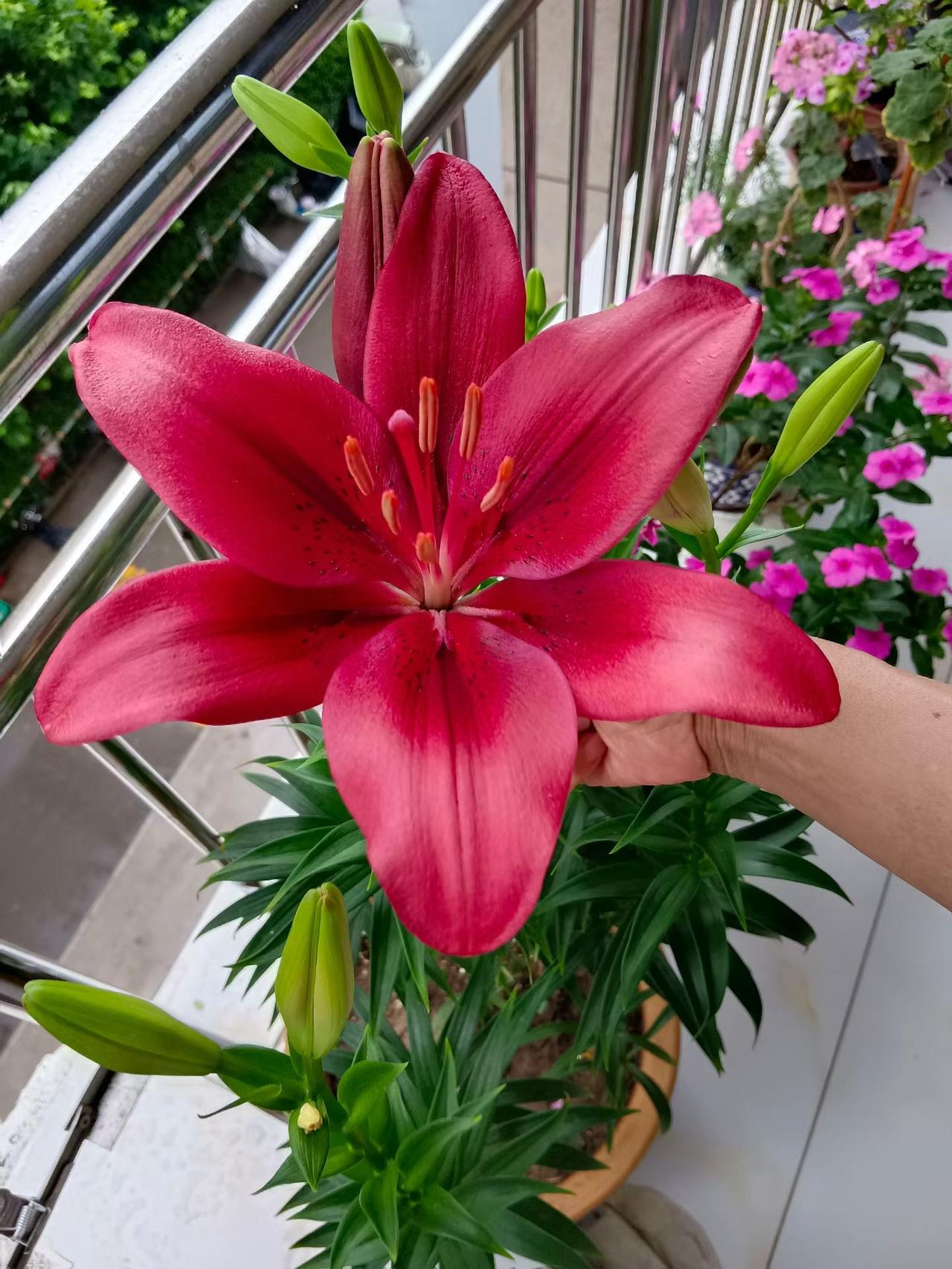好漂亮