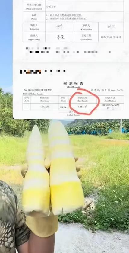 这波毒竹笋，用的硫磺太多了！把周边的树木都熏的枯死了！

广东清远在调查人员的举