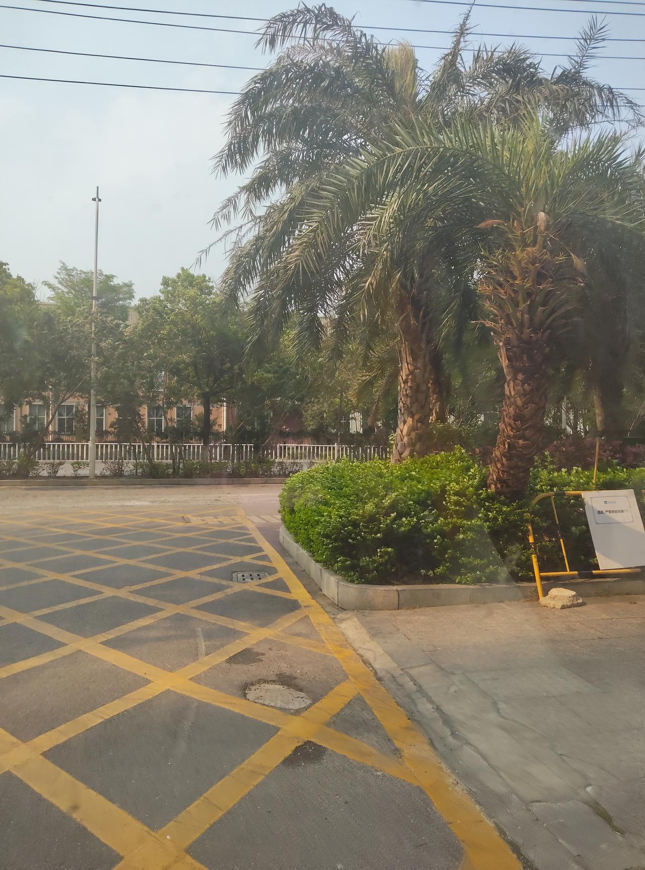 开车路过这片椰林的时候，突然就被治愈了。

每天被KPI、堵车、鸡毛蒜皮追着跑，