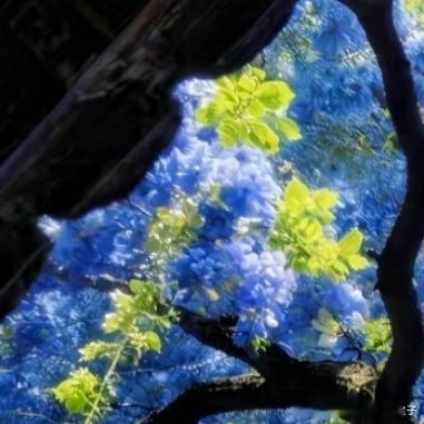 每日一善 阳光信用 古檐框住的不是天，是蓝花楹倾落的浪漫🩵阳光穿过枝叶，在青瓦