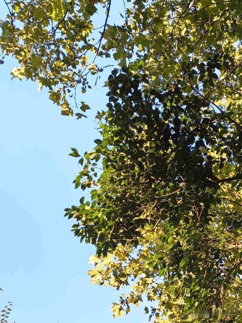 我的今日状态：😁轻松愉快
我这里的天气：☀️晴天

今天的天气降温了，
比昨天