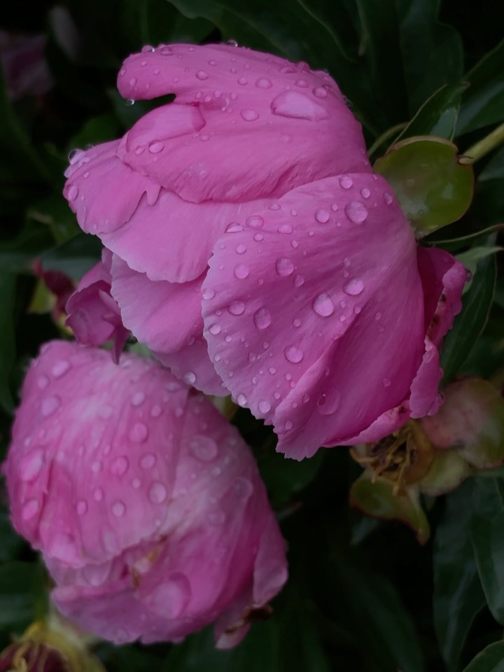 植物香气🫖quietwilderness ​​​