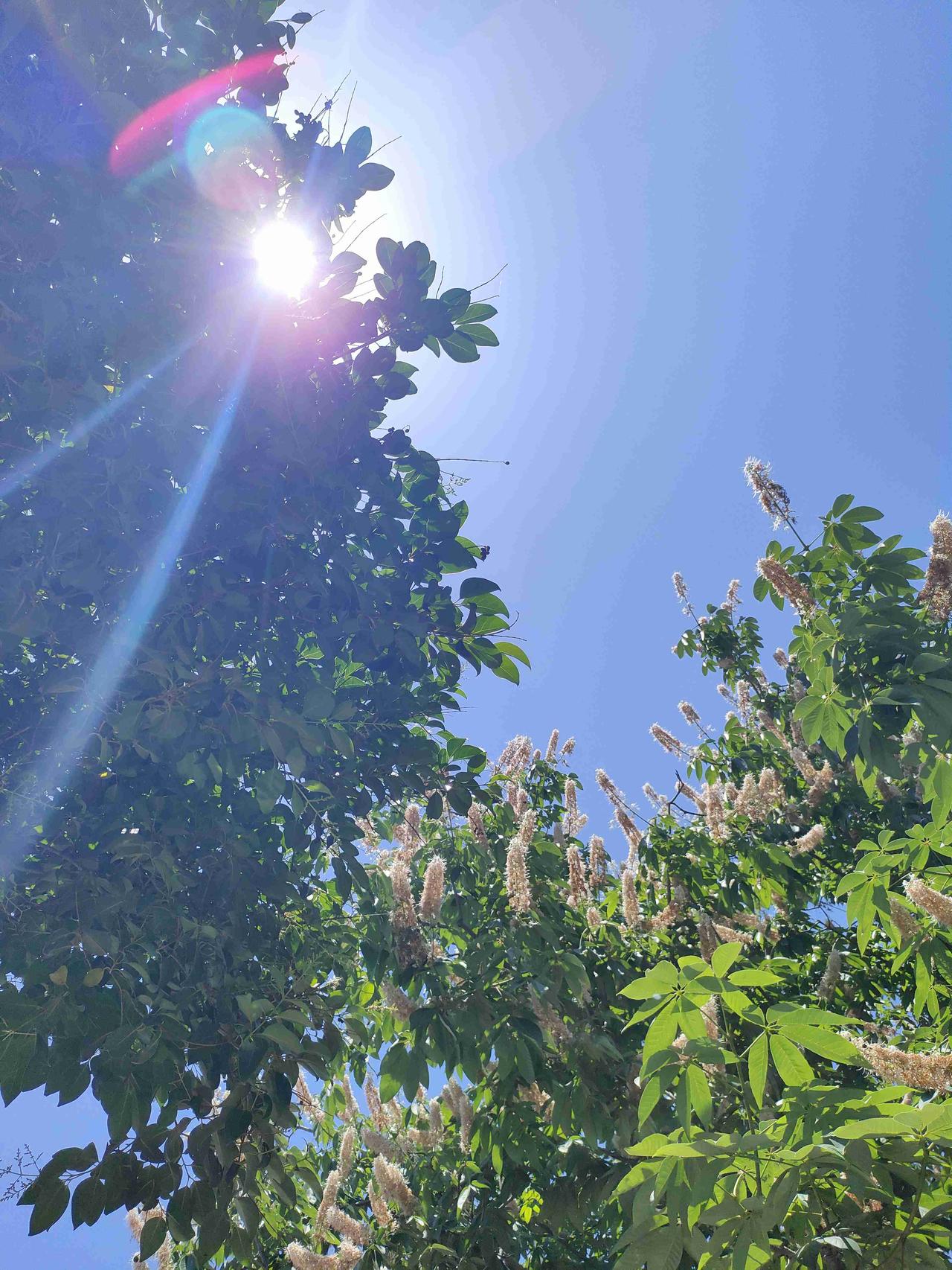 我的今日状态：😁轻松愉快
我这里的天气：☀️晴天 晴日当空，阳光穿过七叶树的枝