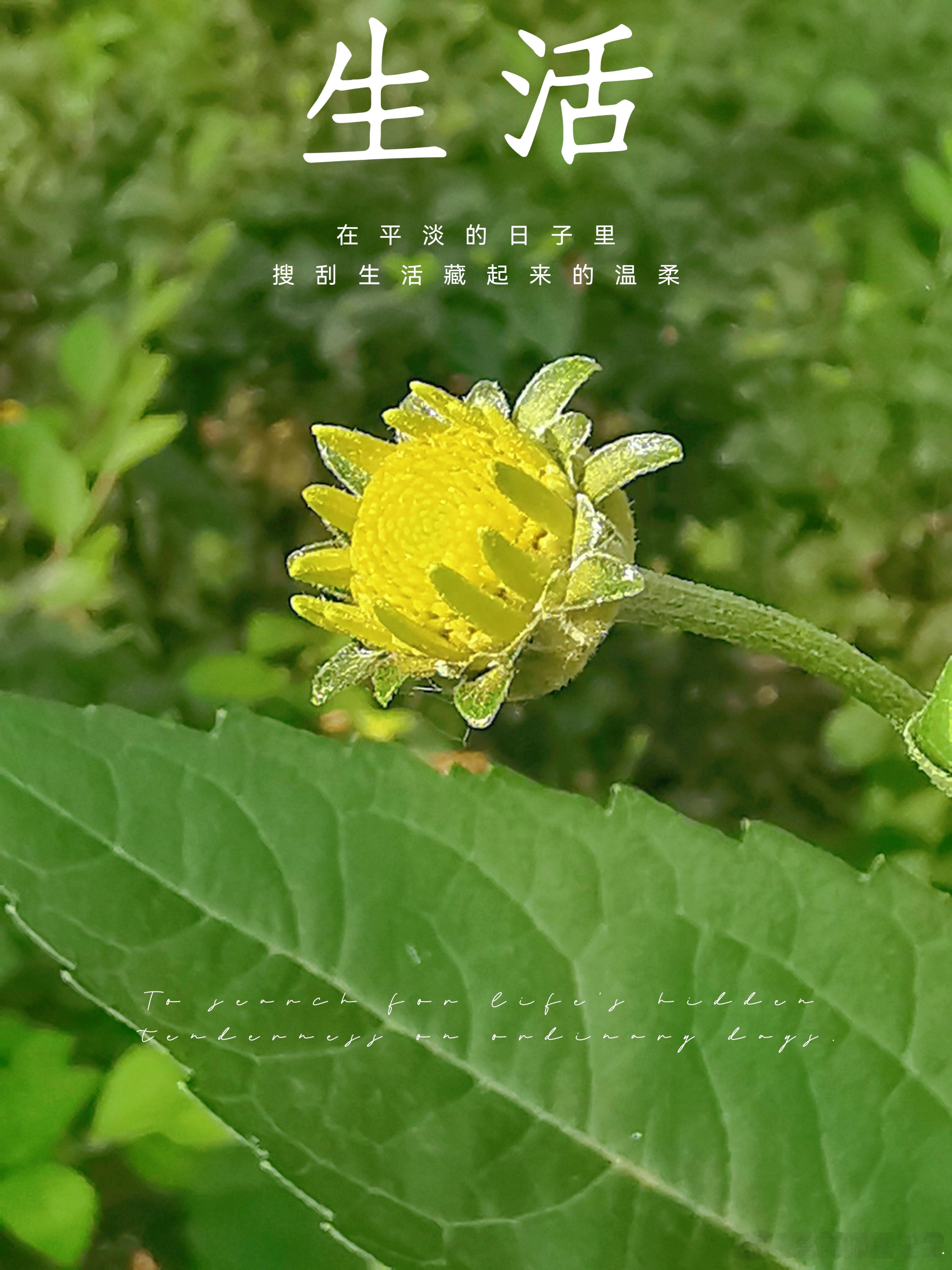 #早安# 周末快乐[鲜花][鲜花] ​​​