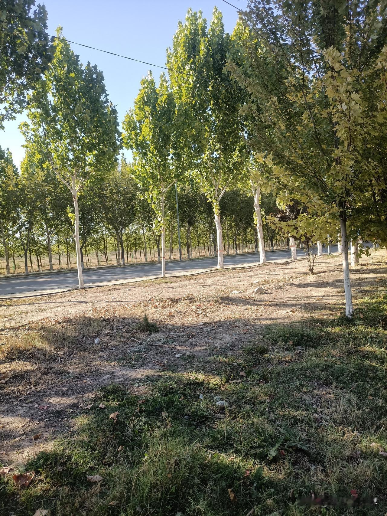 你敢相信吗？

八十年前，是茫茫戈壁。

如今却是果树成林，深秋依旧是绿意盎然，
